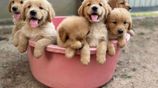 Golden Retriever Puppies