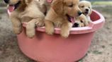 Golden Retriever Puppies