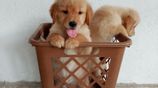 Golden Retriever Puppies