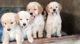 Golden Retriever Puppies