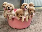 Golden Retriever Puppies