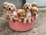 Golden Retriever Puppies