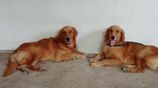 Golden Retriever Puppies