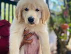 Golden Retriever Puppies