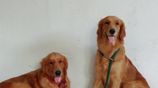 Golden Retriever Puppies