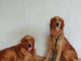 Golden Retriever Puppies