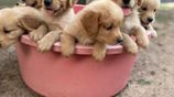 Golden Retriever Puppies
