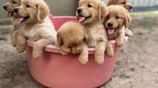 Golden Retriever Puppies