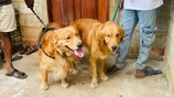 Golden Retriever Puppies