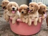 Golden Retriever Puppies