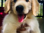 Golden Retriever Puppies