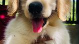 Golden Retriever Puppies