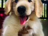 Golden Retriever Puppies