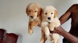 Golden Retriever Puppies
