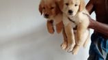 Golden Retriever Puppies