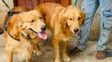 Golden Retriever Puppies