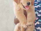 Golden Retriever Puppy