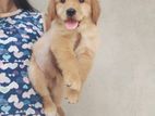Golden Retriever Puppy