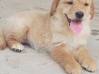 Golden Retriever Puppy
