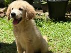 Golden Retriever Puppy