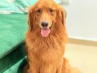 Golden Retriever Puppies