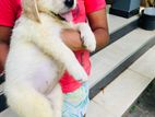 Golden Retriever Puppies