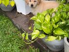 Golden Retriever Puppy