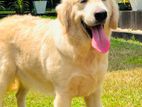 Golden retriever