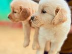 Golden Retriever Puppies