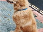 Golden Retriever Dog
