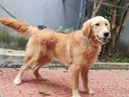 Golden Retriever Male Dog