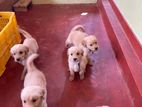 Golden Retriever Puppies