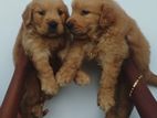Golden Retriever Puppies