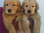 Golden Retriever Puppies