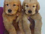 Golden Retriever Puppies