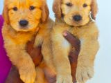 Golden Retriever Puppies