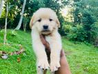 Golden Retriever Puppies