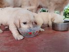 Golden Retriever Puppies