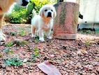 Golden Retriever Puppies