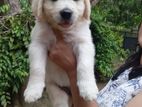 Golden Retriever Puppies