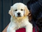 Golden Retriever Puppies