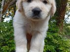 Golden Retriever Puppies