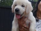 Golden Retriever Puppies