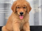 Golden Retriever Puppies