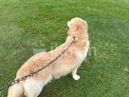 Golden Retriever Dog