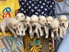 Golden Retriever Puppies