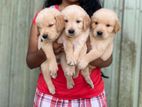 Golden Retriever Puppies