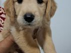 Golden Retriever Puppies