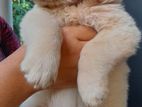 Golden Retriever Puppy