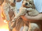 Golden Retriever Puppies